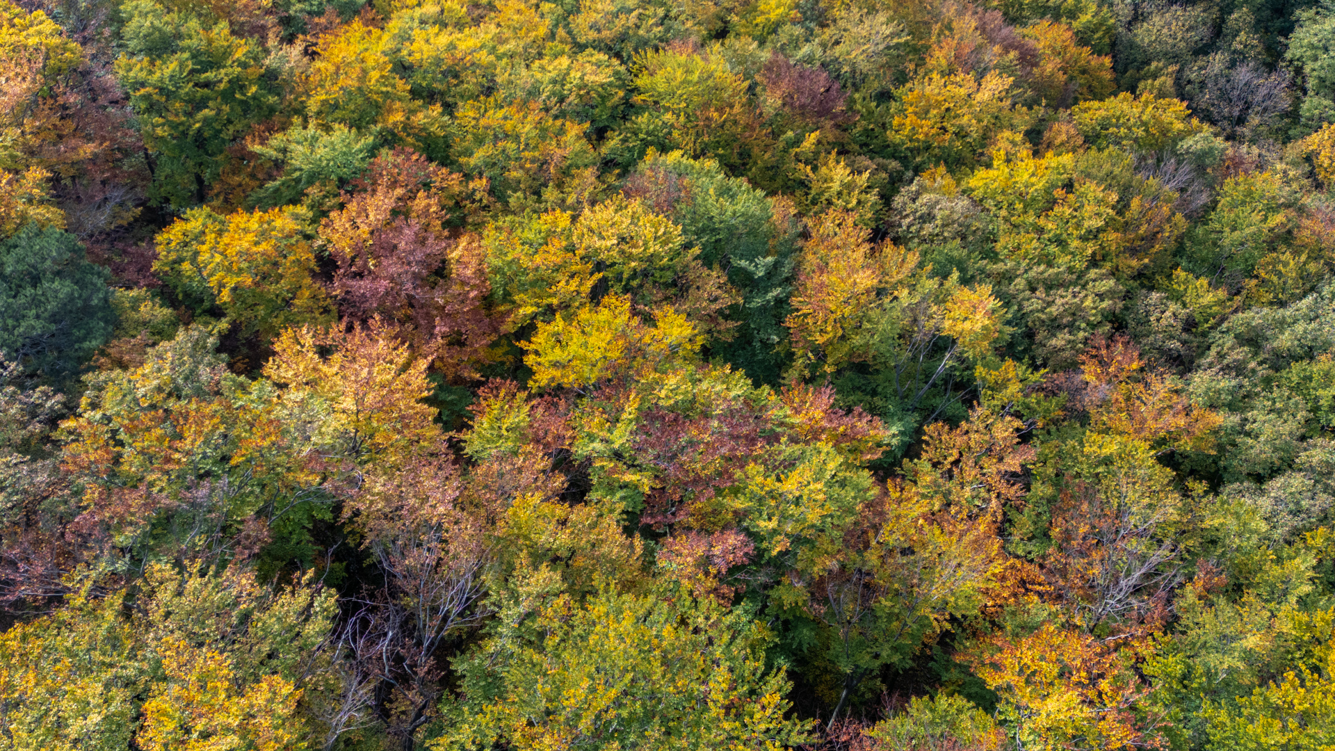 2410Krewenka-DJI_0680