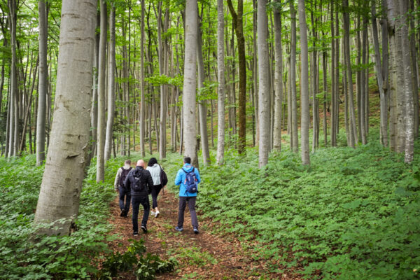Wandergruppe im Wald