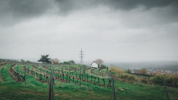 Weingärten im Regenwetter