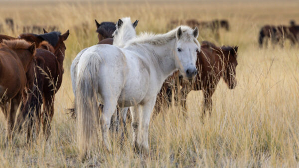 wild horses in mongolia